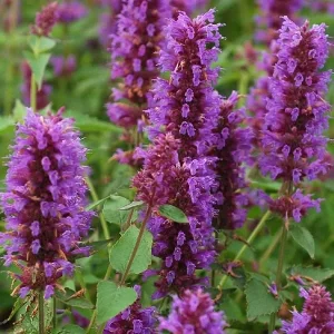 Agastache Live Plant – Hummingbird Mint Hyssop Starter – 1