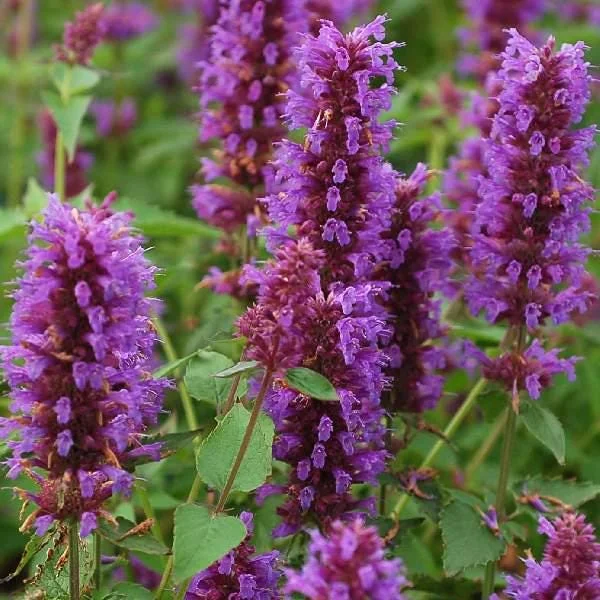 Agastache Live Plant – Hummingbird Mint Hyssop Starter – 1" Plug – Outdoor Perennial - Image 5