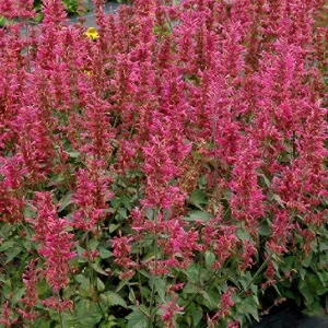 Agastache Live Plant – Hummingbird Mint Hyssop Starter – 1