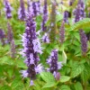 Agastache Live Plant – Hummingbird Mint Hyssop Starter – 1" Plug – Outdoor Perennial - Image 1