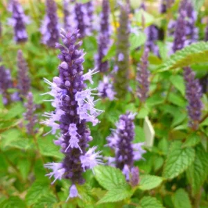 Agastache Live Plant – Hummingbird Mint Hyssop Starter – 1