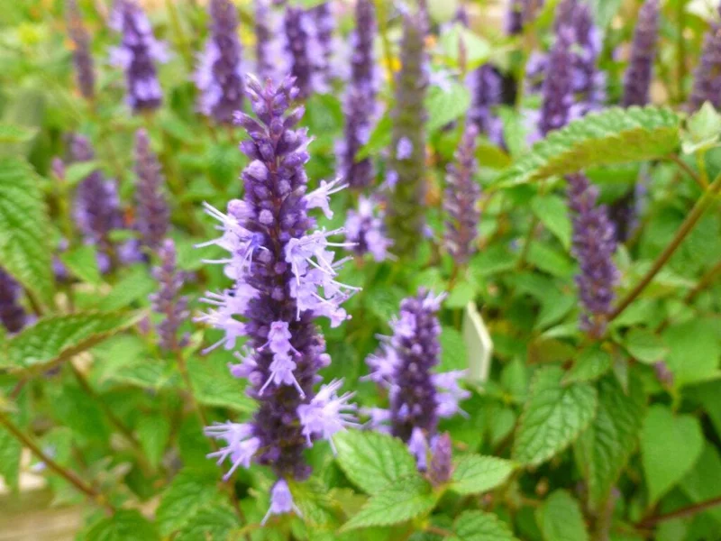 Agastache Live Plant – Hummingbird Mint Hyssop Starter – 1" Plug – Outdoor Perennial - Image 1
