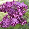 Agincourt Beauty Lilac Live Plant - Fragrant Violet Blooms - Starter 6-10 Inch - Image 1