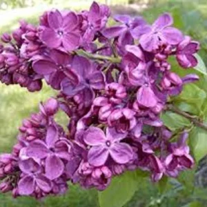 Agincourt Beauty Lilac Live Plant - Fragrant Violet Blooms - Starter 6-10 Inch - Image 1