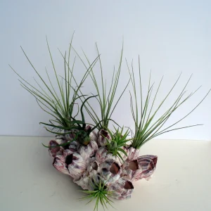 Air Plant Barnacle Planter with Live Tillandsia - Unique Home Decor, 7-9 inch - Image 2