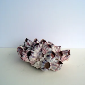 Air Plant Barnacle Planter with Live Tillandsia - Unique Home Decor, 7-9 inch - Image 3