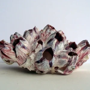 Air Plant Barnacle Planter with Live Tillandsia - Unique Home Decor, 7-9 inch - Image 4