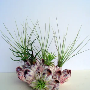 Air Plant Barnacle Planter with Live Tillandsia - Unique Home Decor, 7-9 inch - Image 1