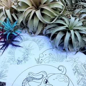 Air Plant Educational Coloring Sheets - Set of 10 Digital Download, Tillandsia Educational Activities - Image 2