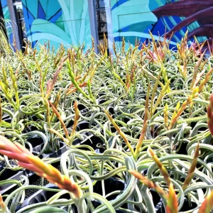 Air Plant Fertilizer 2oz Concentrated Liquid Plant Food Tillandsia - Image 3