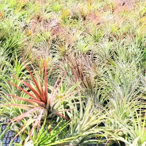 Air Plant Fertilizer 2oz Concentrated Liquid Plant Food Tillandsia - Image 4