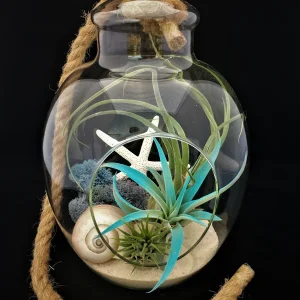 Air Plant Glass Terrarium with Rope - Fully Assembled, 11