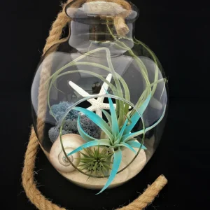 Air Plant Glass Terrarium with Rope - Fully Assembled, 11