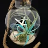 Air Plant Glass Terrarium with Rope - Fully Assembled, 11"x7.28" - Indoor Decor - Image 1