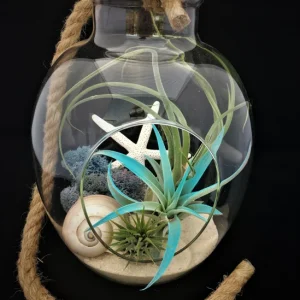 Air Plant Glass Terrarium with Rope - Fully Assembled, 11