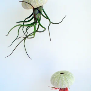 Air Plant Hanging Sea Urchin Planter Set - 3 Live Air Plants & Urchins - Image 2