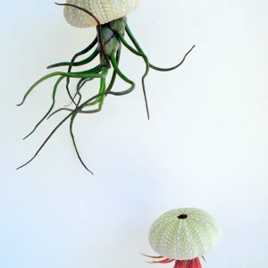 Air Plant Hanging Sea Urchin Planter Set of 3 – Live Tillandsia Kit - Image 2