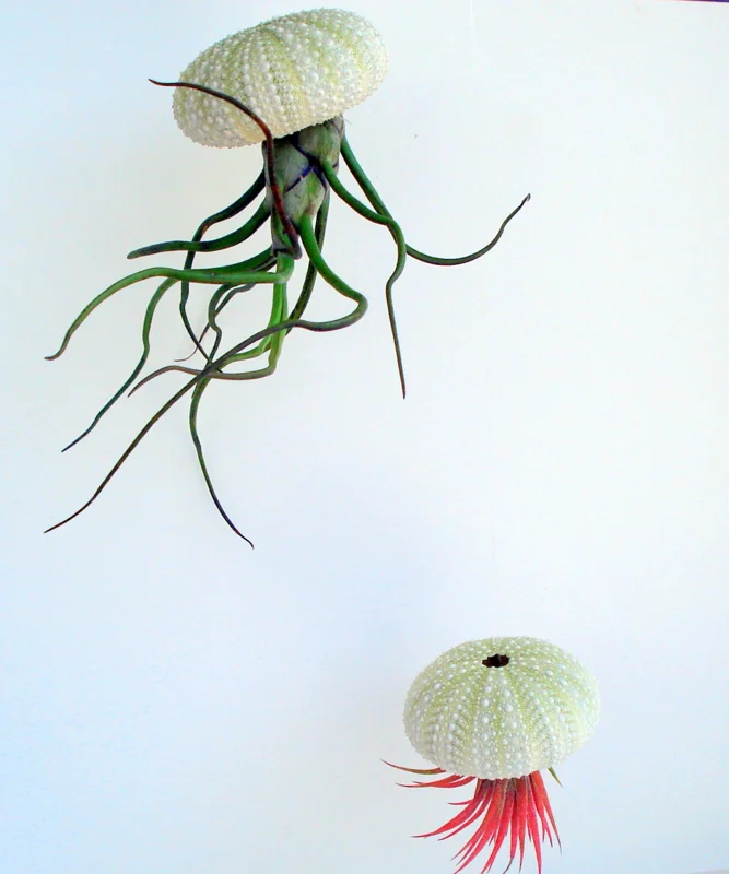Air Plant Hanging Sea Urchin Planter Set of 3 – Live Tillandsia Kit - Image 2