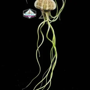 Air Plant Hanging Sea Urchin Planter Set of 3 – Live Tillandsia Kit - Image 3