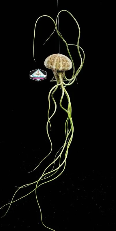 Air Plant Hanging Sea Urchin Planter Set of 3 – Live Tillandsia Kit - Image 3