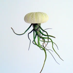 Air Plant Hanging Sea Urchin Planter Set of 3 – Live Tillandsia Kit - Image 4
