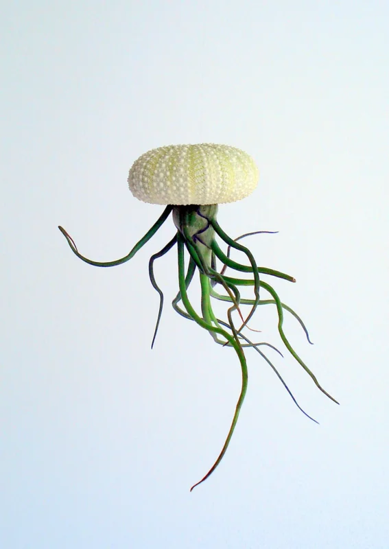 Air Plant Hanging Sea Urchin Planter Set of 3 – Live Tillandsia Kit - Image 4