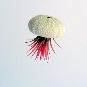 Air Plant Hanging Sea Urchin Planter Set of 3 – Live Tillandsia Kit - Image 5