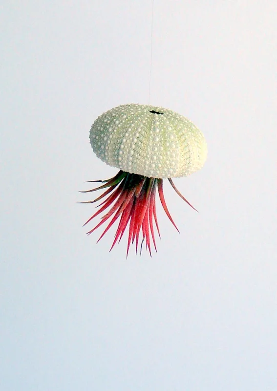 Air Plant Hanging Sea Urchin Planter Set of 3 – Live Tillandsia Kit - Image 5