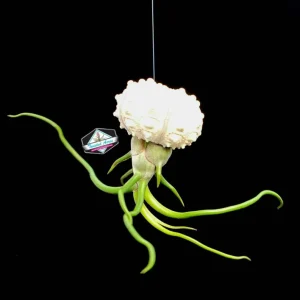 Air Plant Hanging Sea Urchin Planter Set of 3 – Live Tillandsia Kit - Image 6
