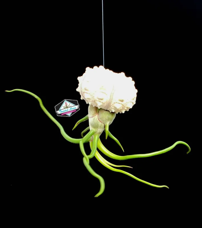 Air Plant Hanging Sea Urchin Planter Set of 3 – Live Tillandsia Kit - Image 6
