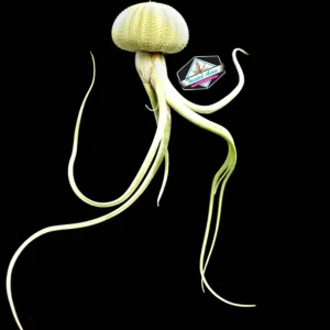 Air Plant Hanging Sea Urchin Planter Set of 3 – Live Tillandsia Kit - Image 7