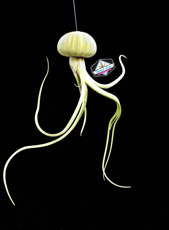 Air Plant Hanging Sea Urchin Planter Set of 3 – Live Tillandsia Kit - Image 7