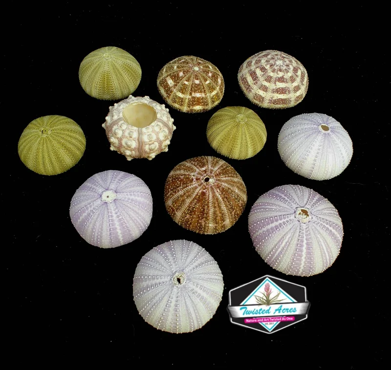 Air Plant Hanging Sea Urchin Planter Set of 3 – Live Tillandsia Kit - Image 8