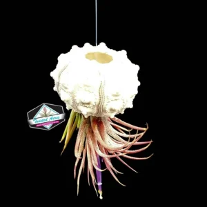 Air Plant Hanging Sea Urchin Planter Set of 3 – Live Tillandsia Kit - Image 9