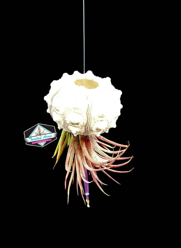 Air Plant Hanging Sea Urchin Planter Set of 3 – Live Tillandsia Kit - Image 9