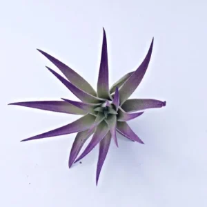 Air Plant in Black Murex Seashell - Live Tillandsia Plant Decor, Hanging or Tabletop - Image 3