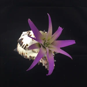 Air Plant in Black Murex Seashell - Live Tillandsia Plant Decor, Hanging or Tabletop - Image 1