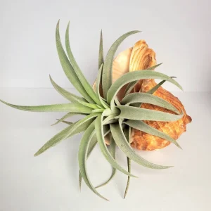Air Plant in Rapana Sea Shell - Live Tillandsia Plant Decor, 5 inch - Image 2