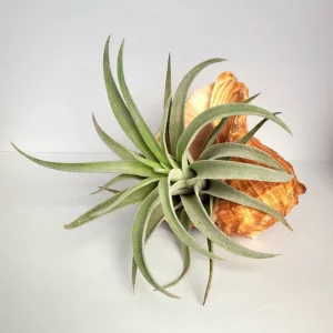 Air Plant in Rapana Sea Shell - Live Tillandsia Plant Decor, 5 inch - Image 3