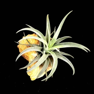 Air Plant in Rapana Sea Shell - Live Tillandsia Plant Decor, 5 inch - Image 1
