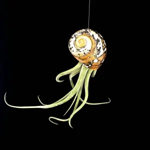 Air Plant in Sarmaticus Seashell - Live Tillandsia Terrarium Decor 5-8
