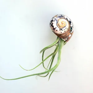 Air Plant in Sarmaticus Seashell - Live Tillandsia Terrarium Decor 5-8
