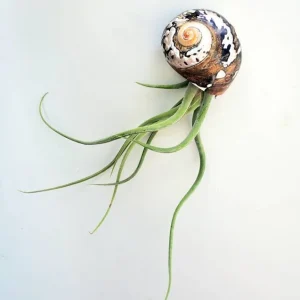 Air Plant in Sarmaticus Seashell - Live Tillandsia Terrarium Decor 5-8