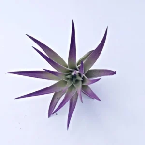Air Plant in Stripped Fox Sea Shell - Tillandsia Live Plant Kit with Display - Image 2
