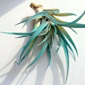 Air Plant in Stripped Fox Sea Shell - Tillandsia Live Plant Kit with Display - Image 4