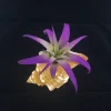 Air Plant in Stripped Fox Sea Shell - Tillandsia Live Plant Kit with Display - Image 1