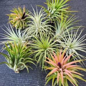 Air Plant Iona 3-Pack Tillandsia Live Plant - Small 1-3 inch Indoor - Image 8
