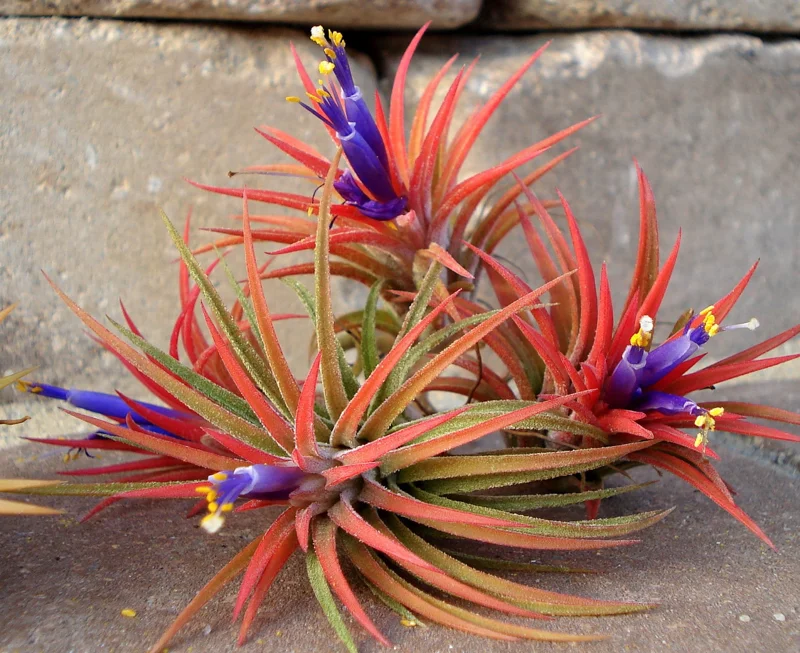 Air Plant Iona Live Plant Set of 3 - Tillandsia for Indoor Decor, 1-3 inch - Image 1