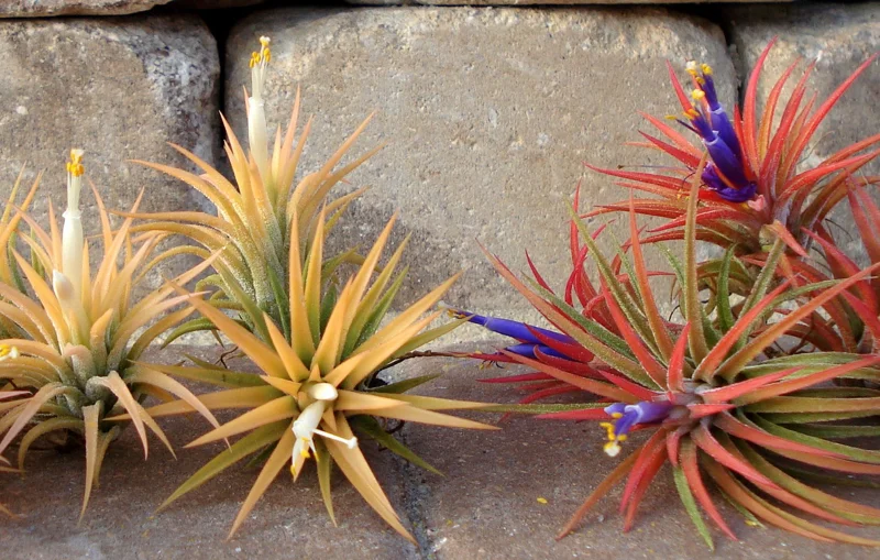 Air Plant Iona Live Plant Set of 3 - Tillandsia for Indoor Decor, 1-3 inch - Image 3