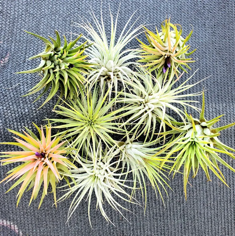 Air Plant Iona Live Plant Set of 3 - Tillandsia for Indoor Decor, 1-3 inch - Image 4